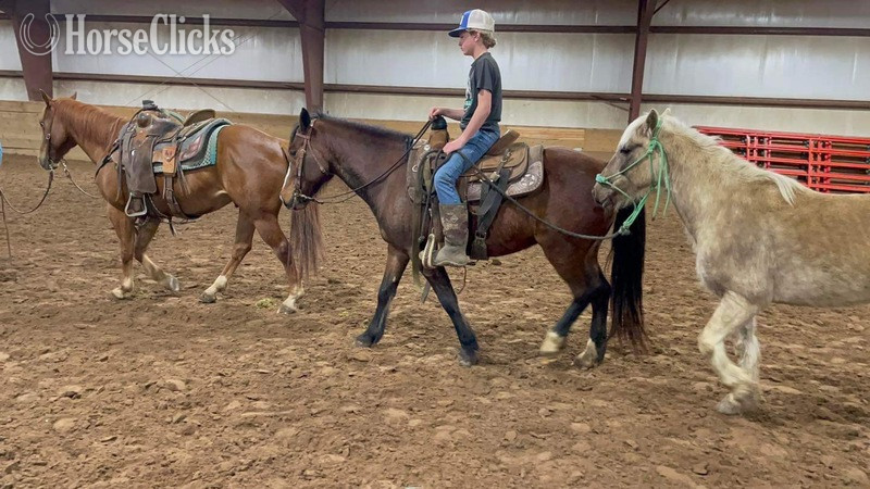Texas "Kettle" Bay Gelding Quarter Pony