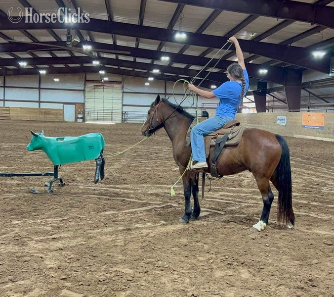 "Kettle" Bay Gelding Quarter Pony - Quarter Pony in Texas