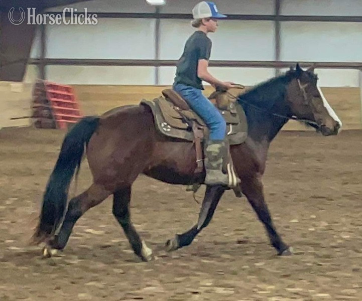 "Kettle" Bay Gelding Quarter Pony - Quarter Pony