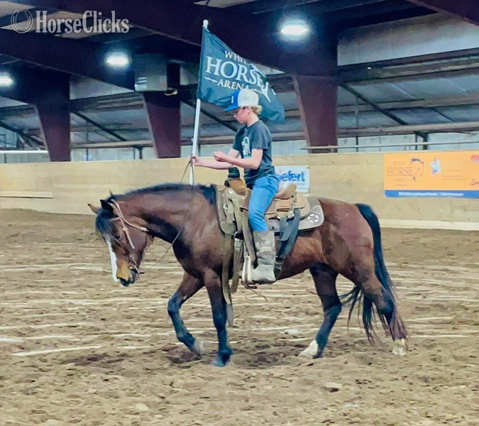 "Kettle" Bay Gelding Quarter Pony Texas