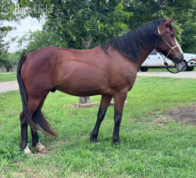 Quarter Pony - "Kettle" Bay Gelding Quarter Pony in Texas