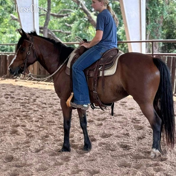 Quarter Pony - "Kettle" Bay Gelding Quarter Pony