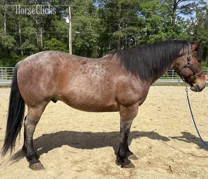 "Zeus" Bay Roan Gelding Draft in North Carolina