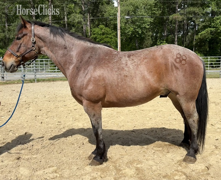 "Zeus" Bay Roan Gelding Draft