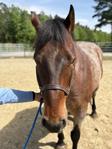 North Carolina "Zeus" Bay Roan Gelding Draft