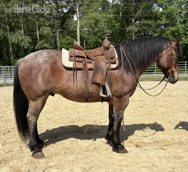 "Zeus" Bay Roan Gelding Draft - Draft in North Carolina