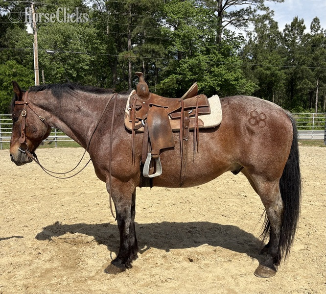 "Zeus" Bay Roan Gelding Draft - Draft