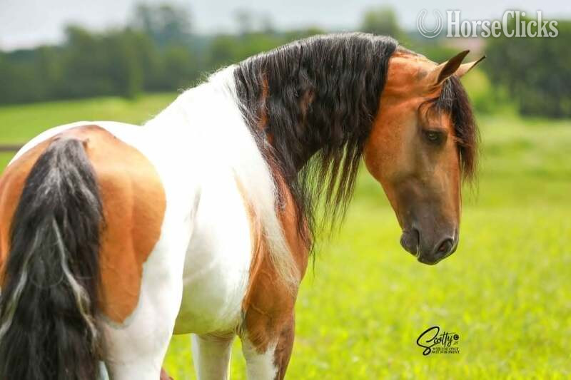 Racking Horse - Other 15hh Racking Horse Stallion in Kentucky