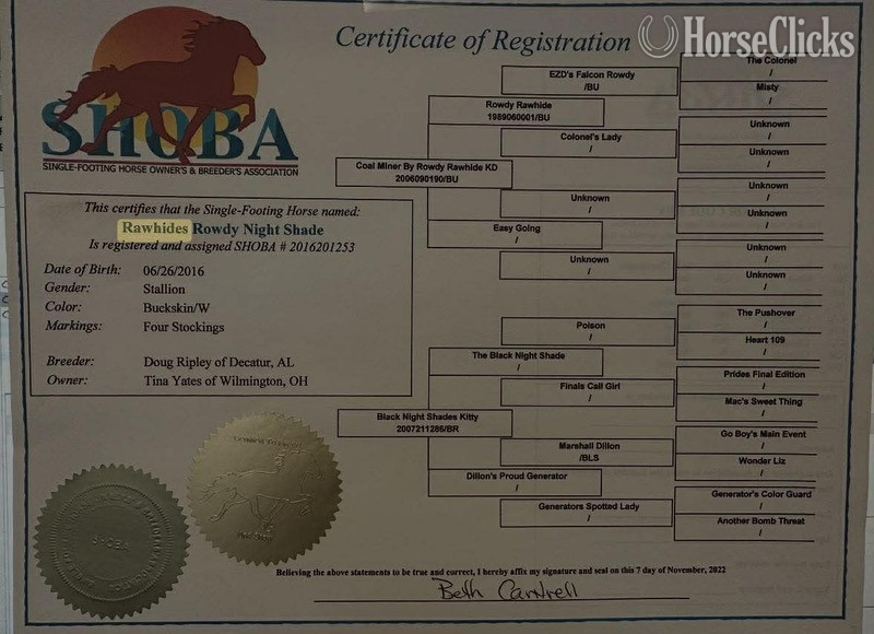 Other 15hh Racking Horse Stallion - Racking Horse in Kentucky