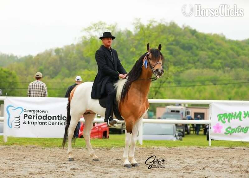 Other 15hh Racking Horse Stallion - Racking Horse