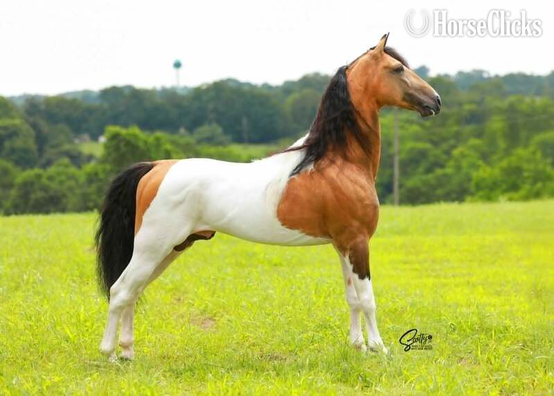 Other 15hh Racking Horse Stallion Kentucky