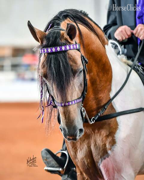 Other 15hh Racking Horse Stallion in Kentucky