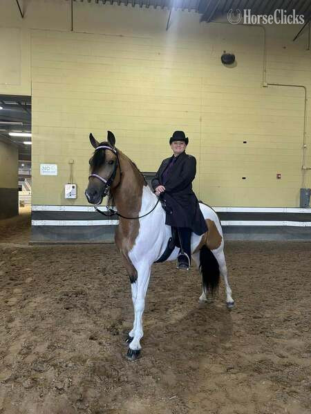 Racking Horse - Other 15hh Racking Horse Stallion