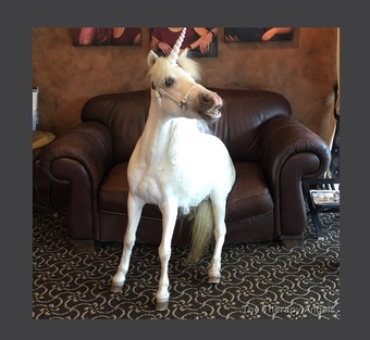 "Please call or text us at *941-548-MINI*" Pinto Mare American Miniature