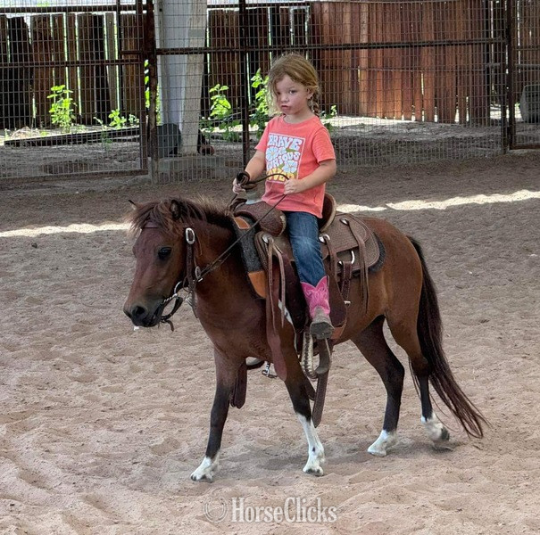 "Syrup" Bay Mare American Miniature in Texas