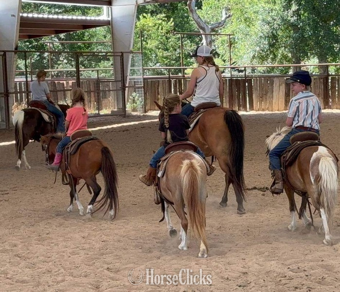 "Syrup" Bay Mare American Miniature