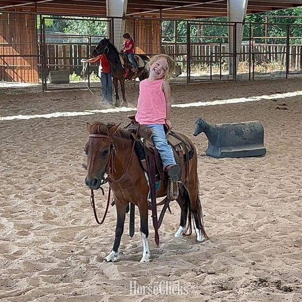 Texas "Syrup" Bay Mare American Miniature