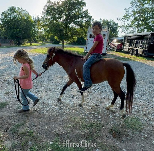 "Syrup" Bay Mare American Miniature - American Miniature in Texas