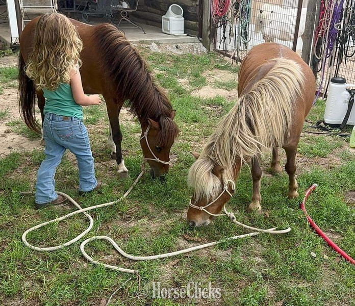 "Syrup" Bay Mare American Miniature - American Miniature