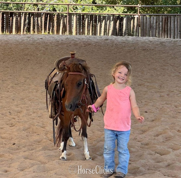 "Syrup" Bay Mare American Miniature Texas