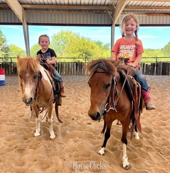 American Miniature - "Syrup" Bay Mare American Miniature in Texas