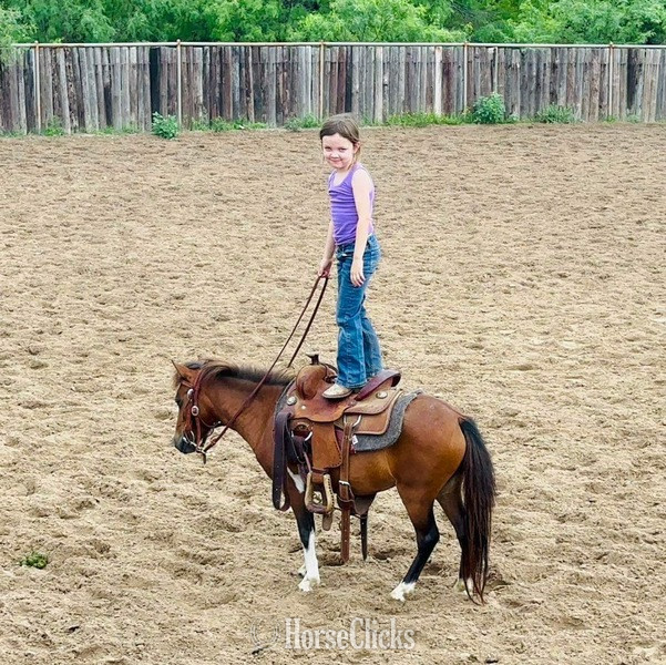 American Miniature - "Syrup" Bay Mare American Miniature