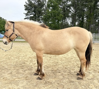 "Mare" Other Mare Fjord