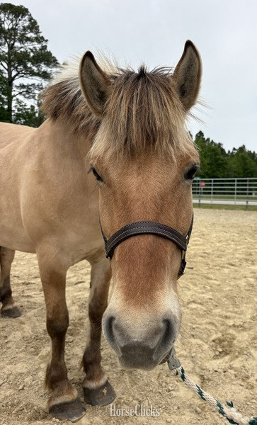 North Carolina "Mare" Other Mare Fjord