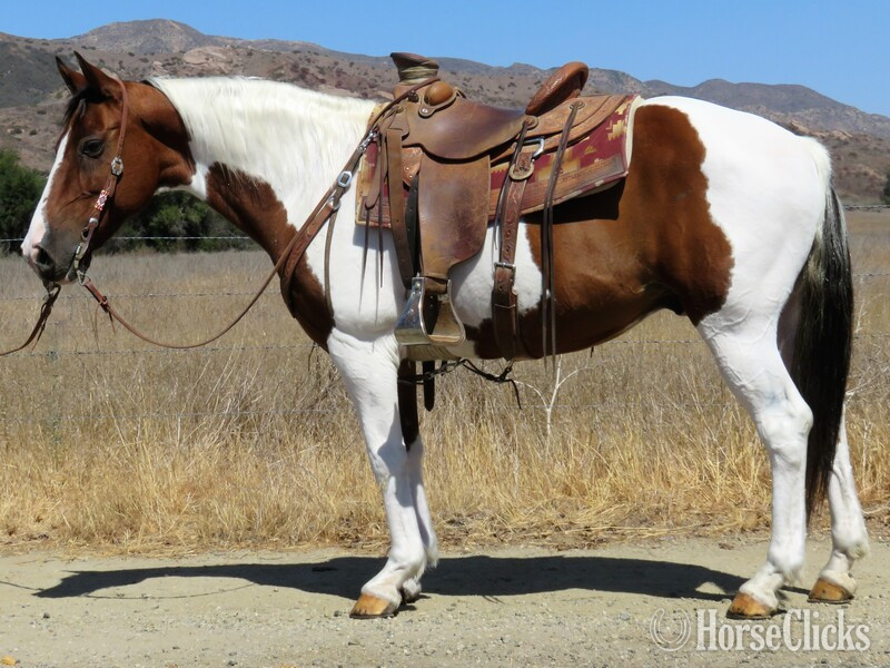 "WALL-E" Bay Gelding Paint in California