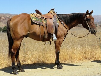 "REMINIC BLUE DOT" Dun Gelding Quarter Horse
