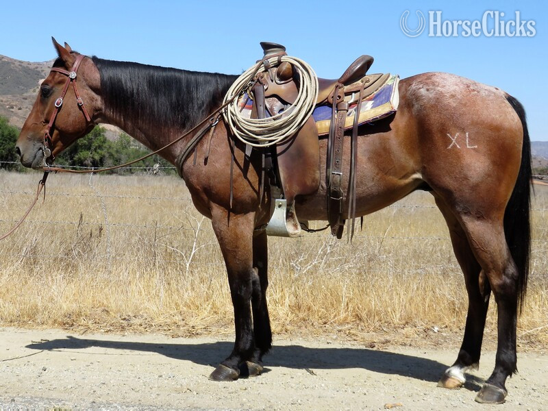 "XL DRIFTIN RED FLAKE " Red Roan Gelding Quarter Horse in California
