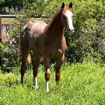 "Lena" Red Roan Mare Appaloosa