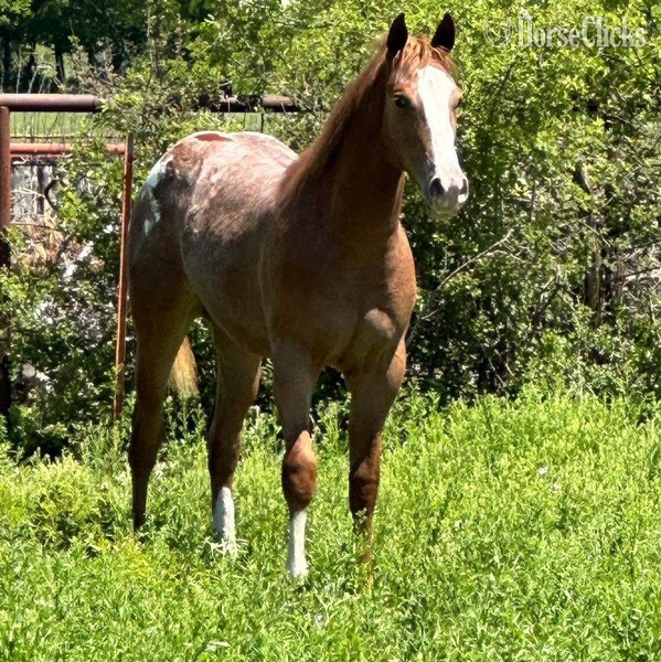 "Lena" Red Roan Mare Appaloosa in Texas