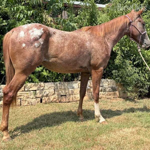 Texas "Lena" Red Roan Mare Appaloosa