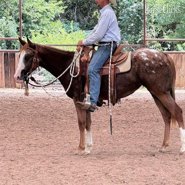"Lena" Red Roan Mare Appaloosa - Appaloosa in Texas