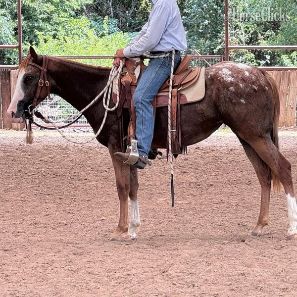 "Lena" Red Roan Mare Appaloosa Texas