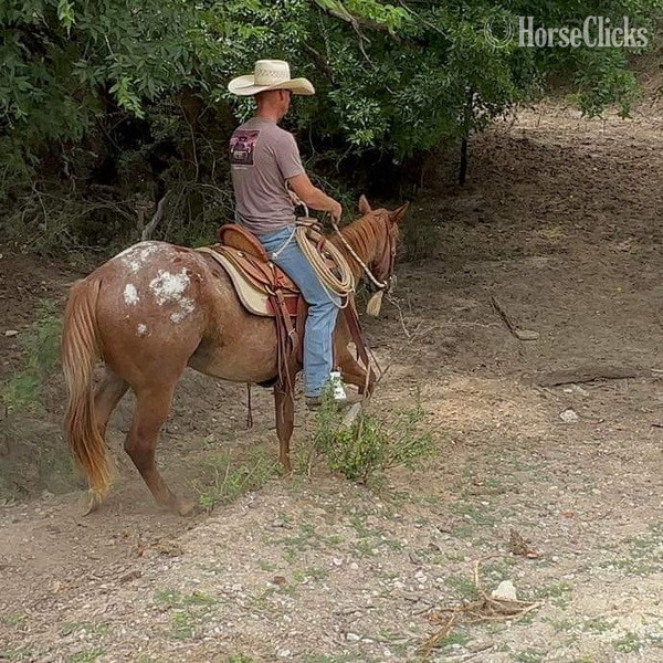 Appaloosa - "Lena" Red Roan Mare Appaloosa in Texas