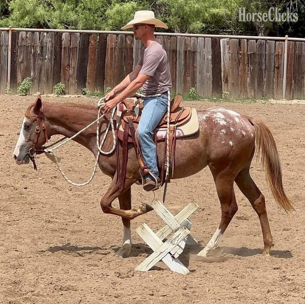 Appaloosa - "Lena" Red Roan Mare Appaloosa