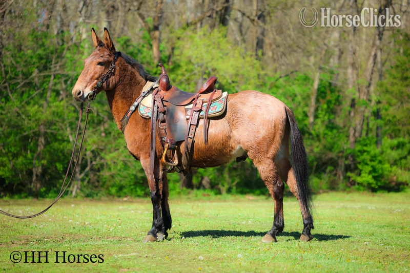 "COMMANDER " Dun Gelding Mule in Kentucky