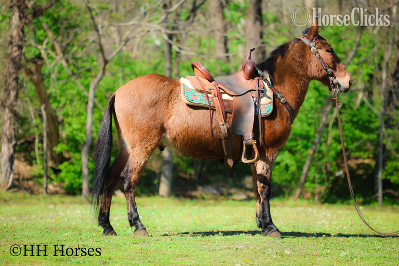 "COMMANDER " Dun Gelding Mule