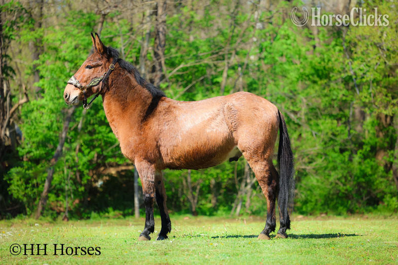 Kentucky "COMMANDER " Dun Gelding Mule