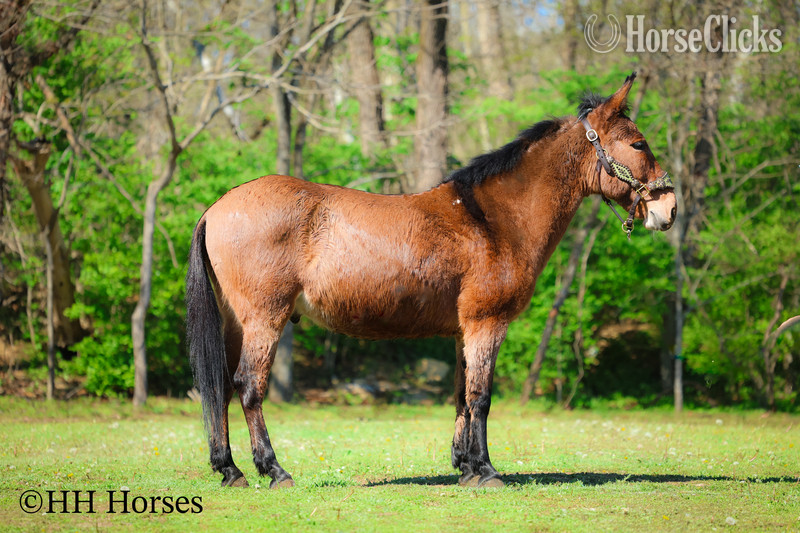 "COMMANDER " Dun Gelding Mule - Mule in Kentucky