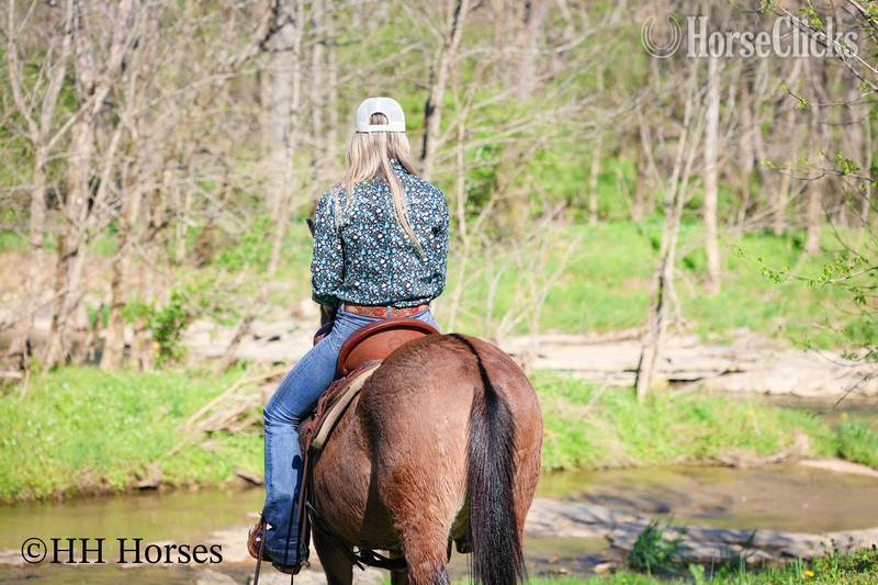 "COMMANDER " Dun Gelding Mule - Mule
