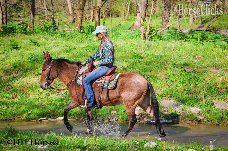 "COMMANDER " Dun Gelding Mule Kentucky