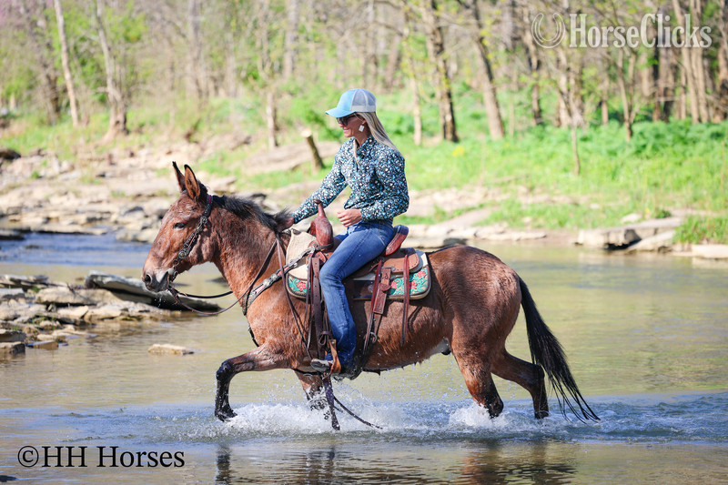 Mule - "COMMANDER " Dun Gelding Mule in Kentucky