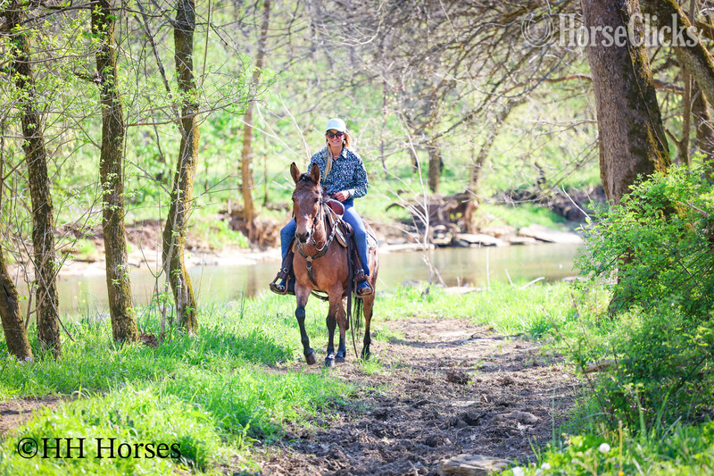 Mule - "COMMANDER " Dun Gelding Mule
