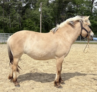 "Fjord" Other Mare Fjord