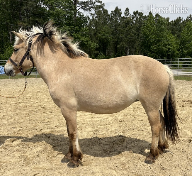 "Fjord" Other Mare Fjord