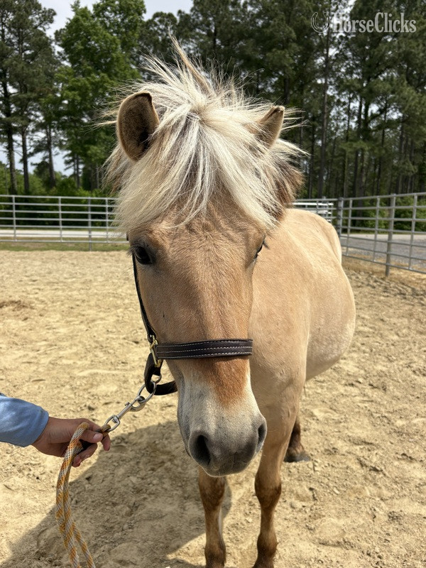 North Carolina "Fjord" Other Mare Fjord