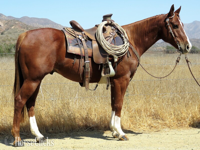 "PR HOT TARI" Sorrel Gelding Quarter Horse in California